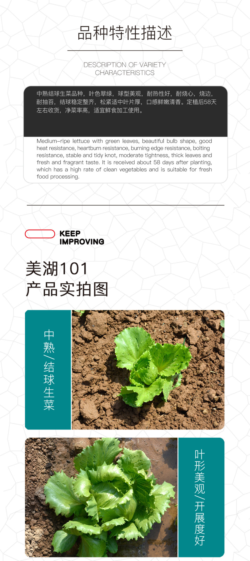 中科茂华蔬菜种子美湖101结球生菜种子叶色翠绿球形美观