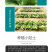 中科茂华蔬菜种子美湖101结球生菜种子叶色翠绿球形美观