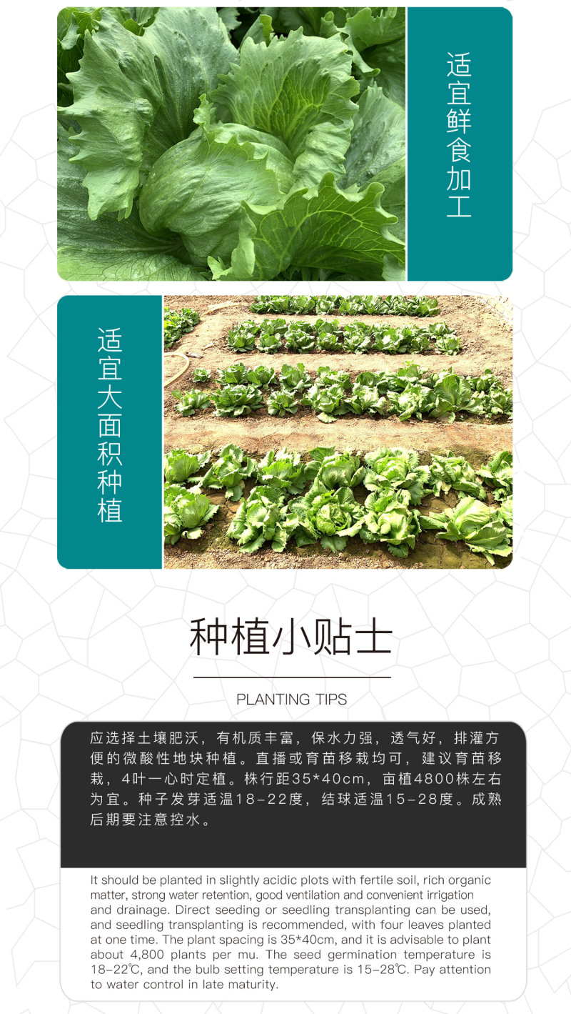 中科茂华蔬菜种子美湖101结球生菜种子叶色翠绿球形美观