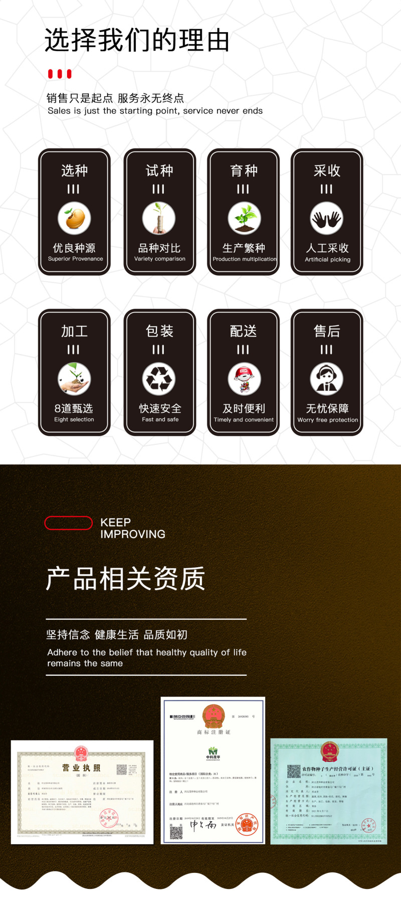 中科茂华蔬菜种子美湖101结球生菜种子叶色翠绿球形美观