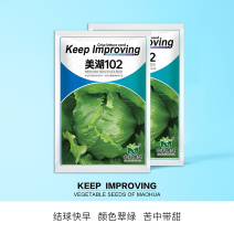 中科茂华蔬菜种子美湖102生菜种子中熟耐寒深绿色球形大