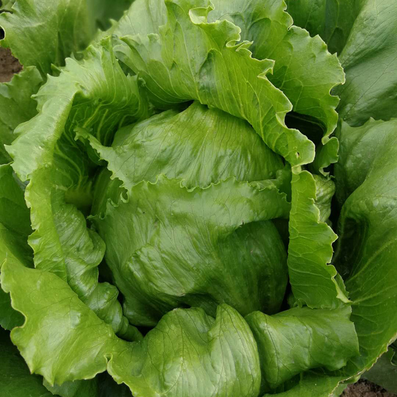 中科茂华蔬菜种子美湖102生菜种子中熟耐寒深绿色球形大