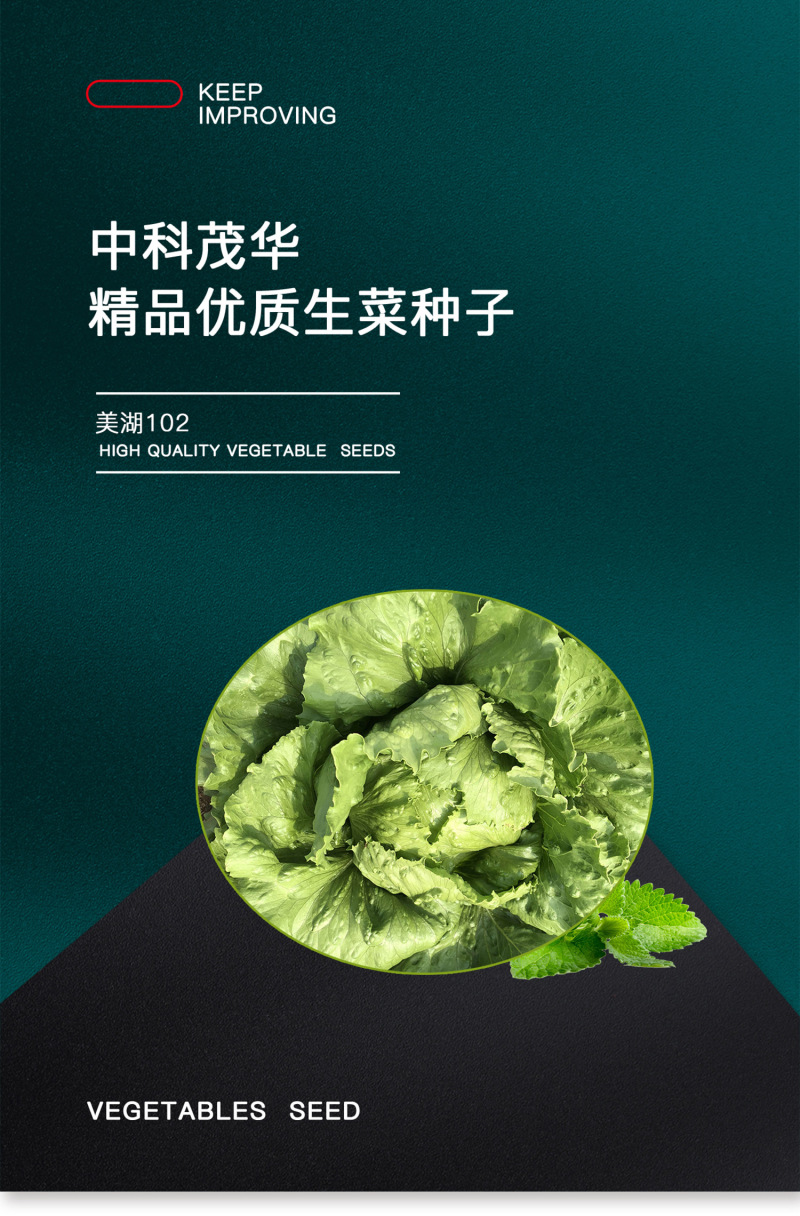 中科茂华蔬菜种子美湖102生菜种子中熟耐寒深绿色球形大