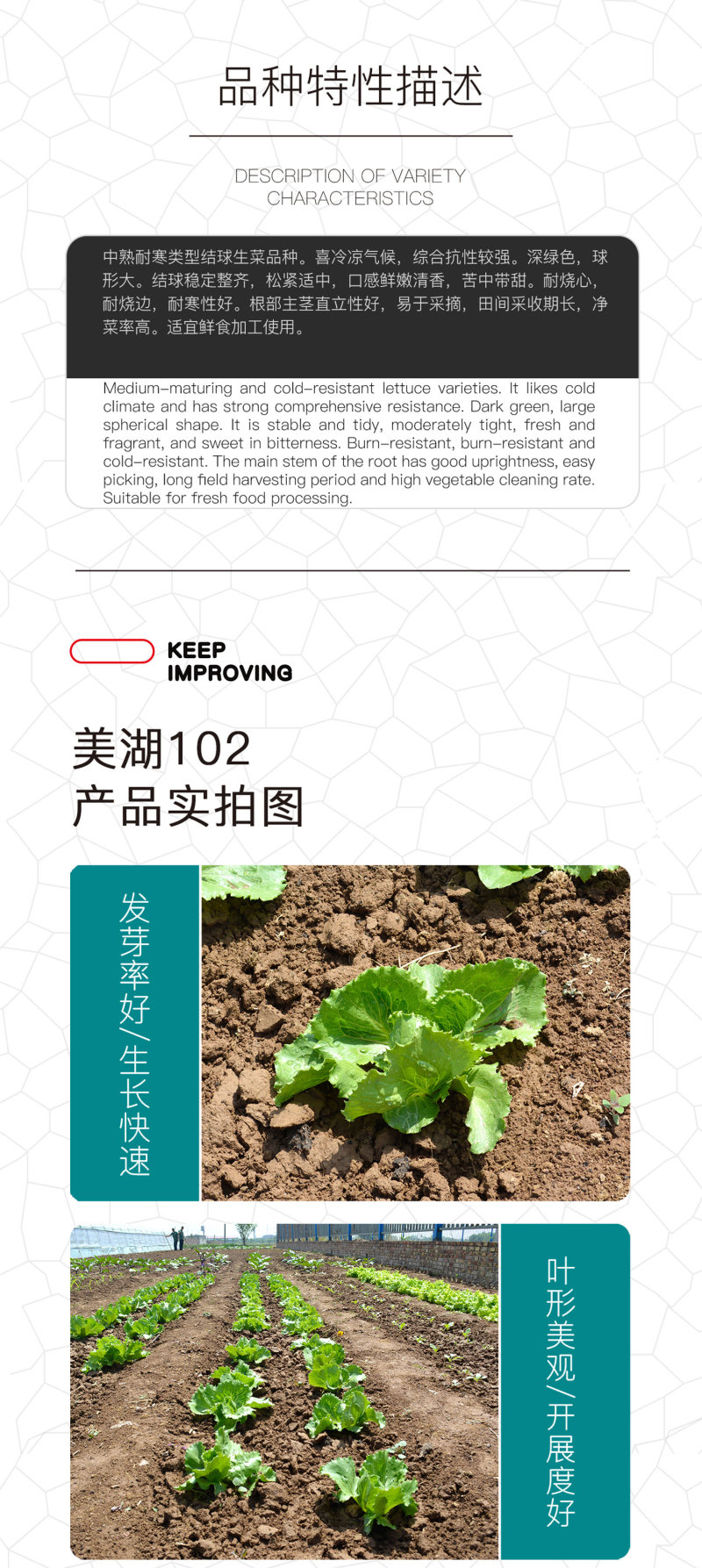 中科茂华蔬菜种子美湖102生菜种子中熟耐寒深绿色球形大