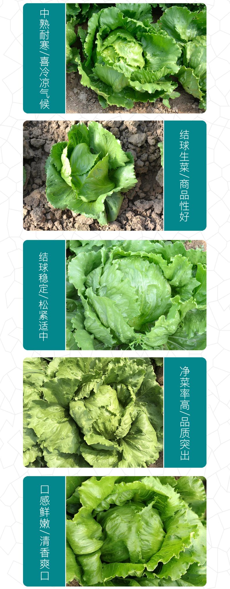 中科茂华蔬菜种子美湖102生菜种子中熟耐寒深绿色球形大