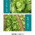 中科茂华蔬菜种子美湖102生菜种子中熟耐寒深绿色球形大