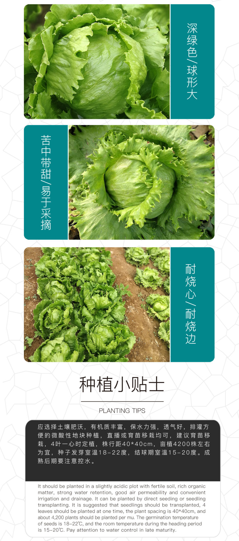 中科茂华蔬菜种子美湖102生菜种子中熟耐寒深绿色球形大