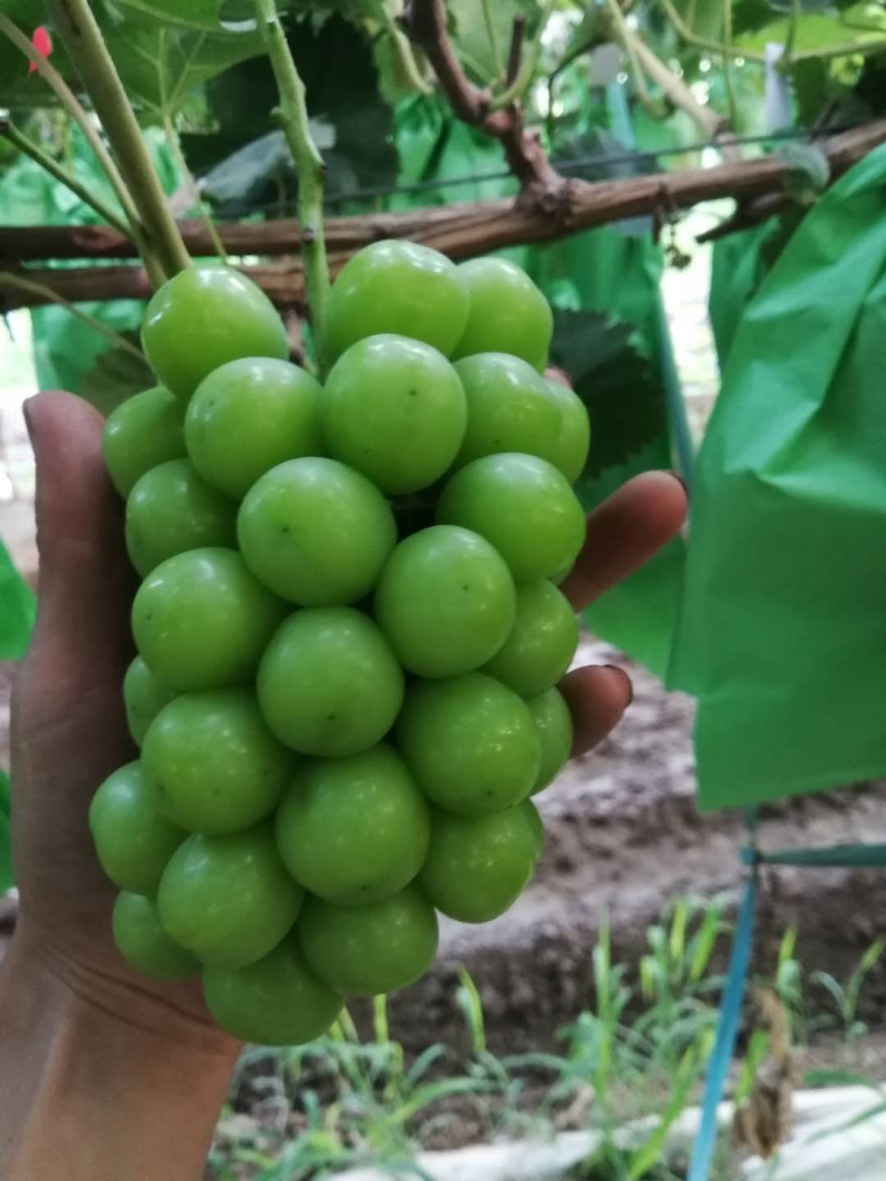 精品阳光玫瑰葡萄，糖度高，串型好，颗粒大产地直发价格优惠
