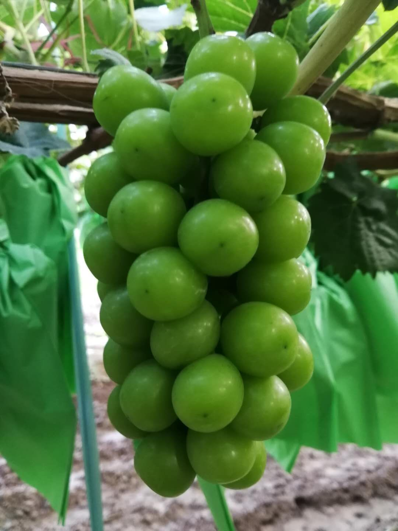 精品阳光玫瑰葡萄，糖度高，串型好，颗粒大产地直发价格优惠