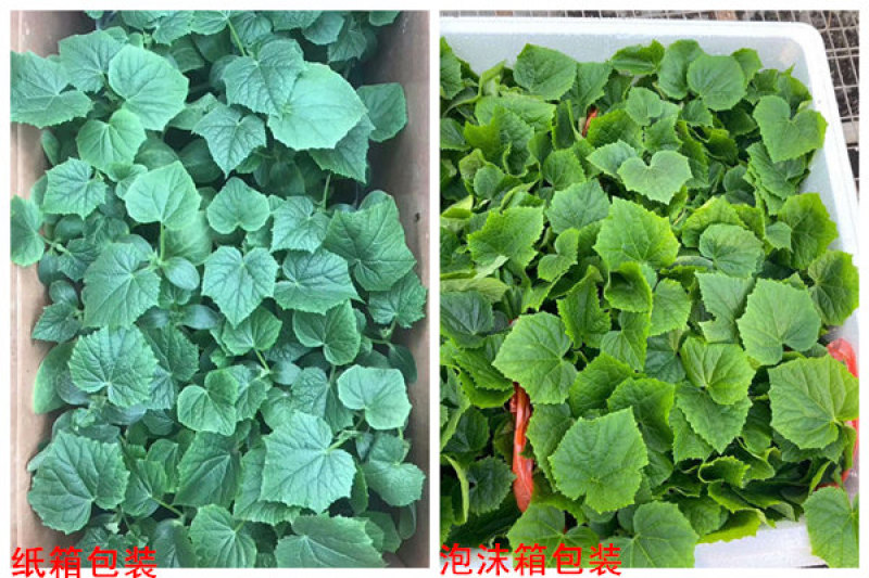 秋延黄瓜苗德瑞特黄瓜苗强雌黑油亮一大茬黄瓜嫁接育苗厂