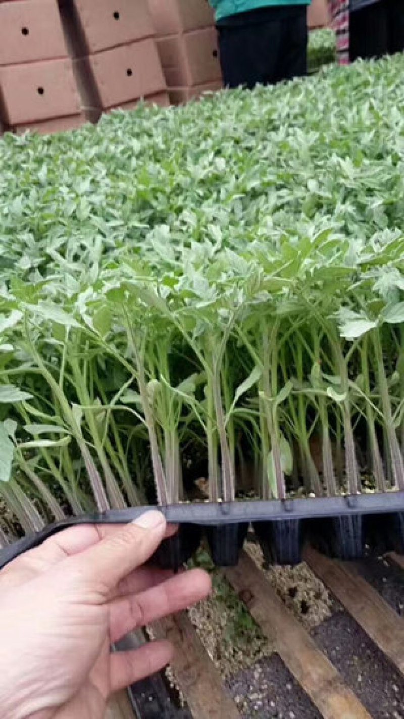 口感西红柿苗普罗旺斯番茄苗铁皮柿子大小果草莓西红柿苗