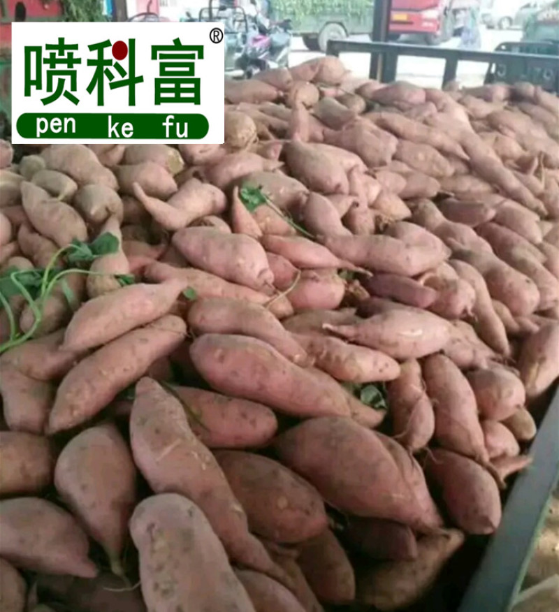 喷科富地瓜甘薯紫薯红薯专用叶面肥生根壮苗促生长氨基酸肥料