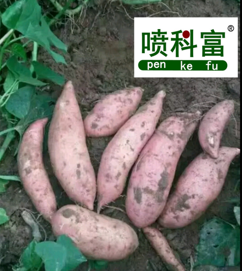 喷科富地瓜甘薯紫薯红薯专用叶面肥生根壮苗促生长氨基酸肥料