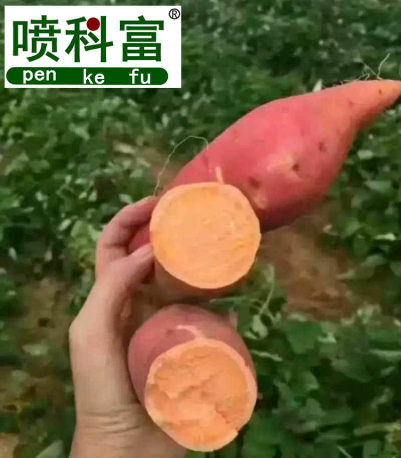 喷科富地瓜甘薯紫薯红薯专用叶面肥生根壮苗促生长氨基酸肥料