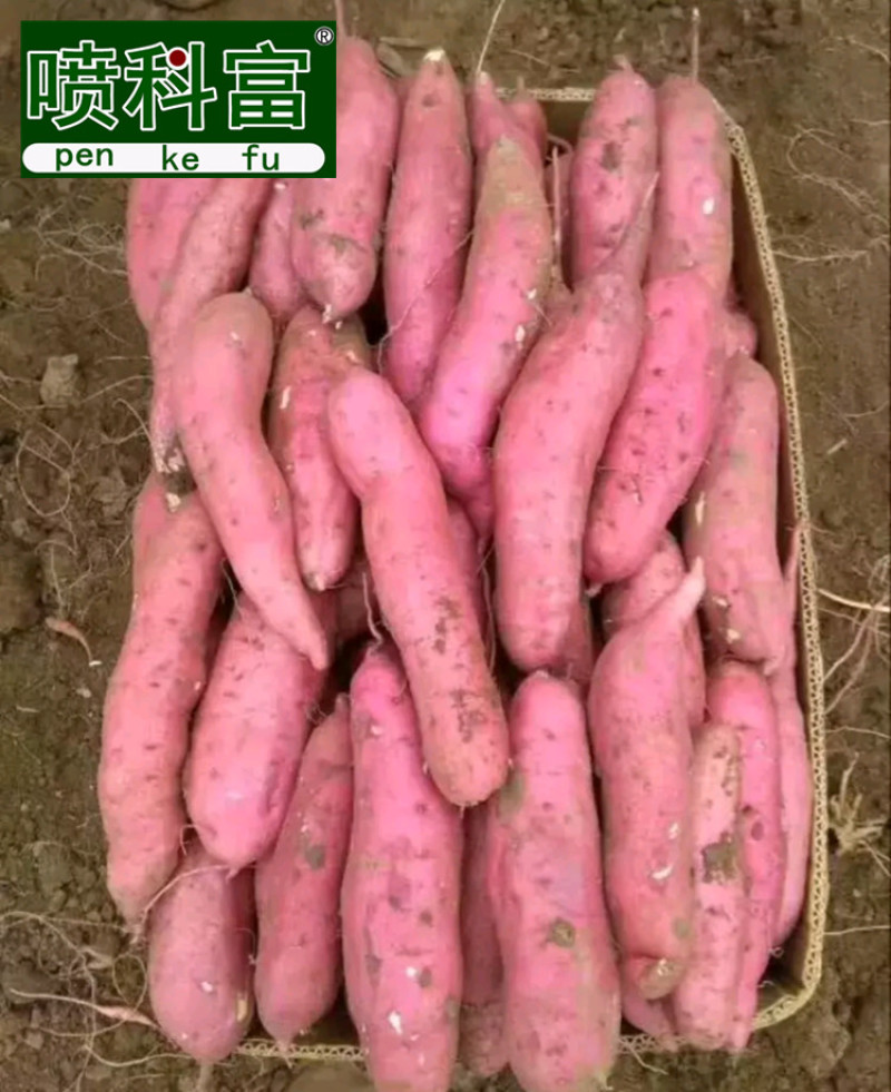 喷科富地瓜甘薯紫薯红薯专用叶面肥生根壮苗促生长氨基酸肥料