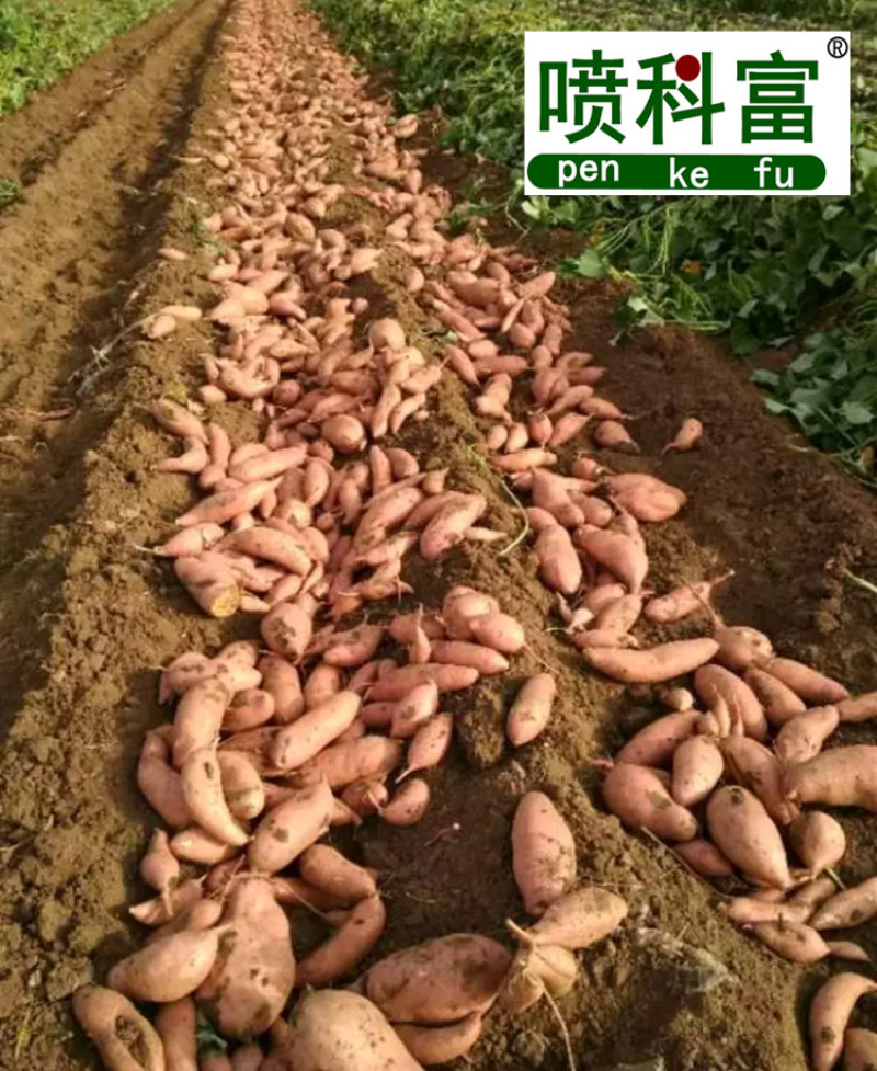 喷科富地瓜甘薯紫薯红薯专用叶面肥生根壮苗促生长氨基酸肥料