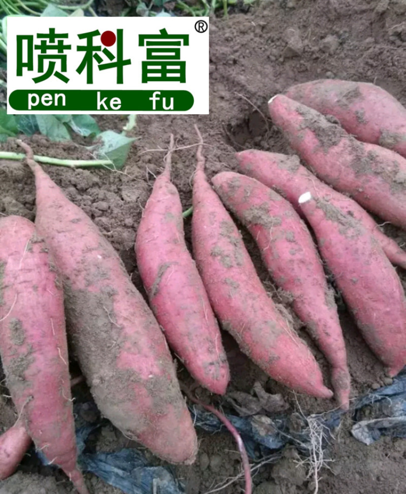 喷科富地瓜甘薯紫薯红薯专用叶面肥生根壮苗促生长氨基酸肥料