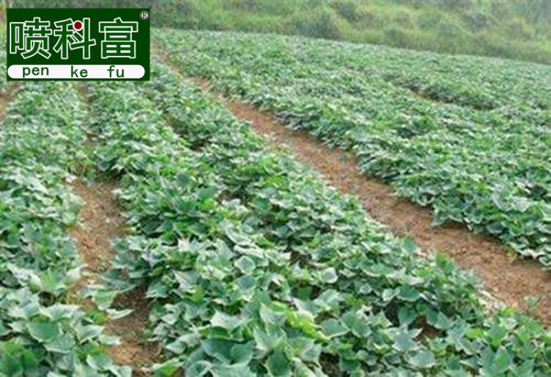 喷科富地瓜甘薯紫薯红薯专用叶面肥生根壮苗促生长氨基酸肥料