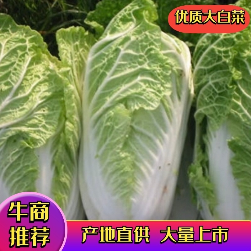 【精品】大白菜产地直供大量供应量大从优支持视频看货