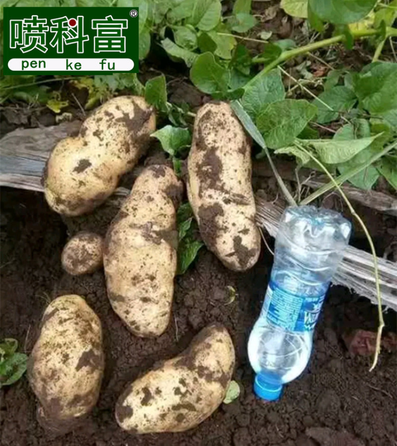 喷科富马铃薯洋芋土豆专用叶面肥促生长膨大素氨基酸叶面肥料