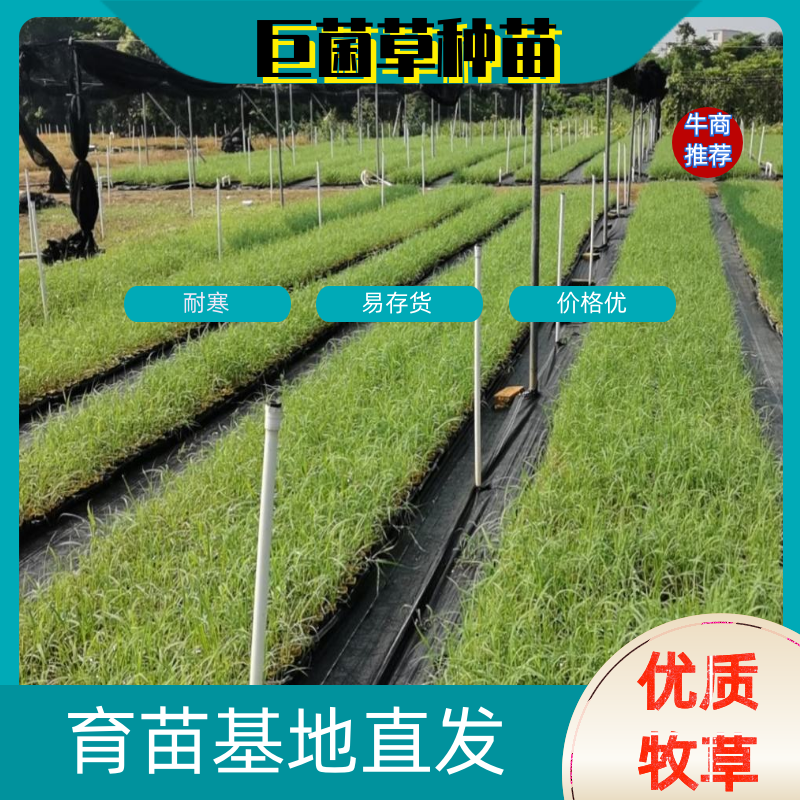 【基地直销】零下25度越冬牧草绿洲一号组培苗欢迎咨询