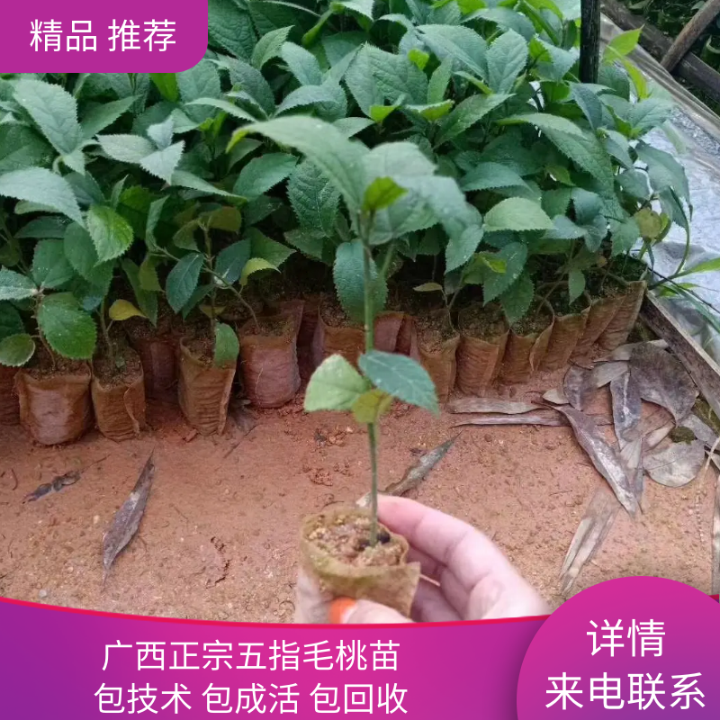 广西正宗五指毛桃苗，包技术，包回收，包成活