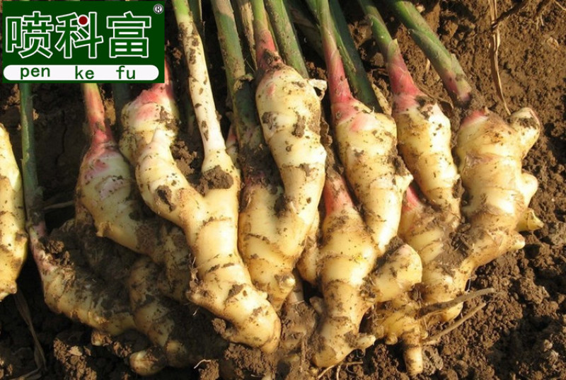 喷科富大蒜大葱生姜洋葱叶面肥生根壮苗促生长膨大素肥料