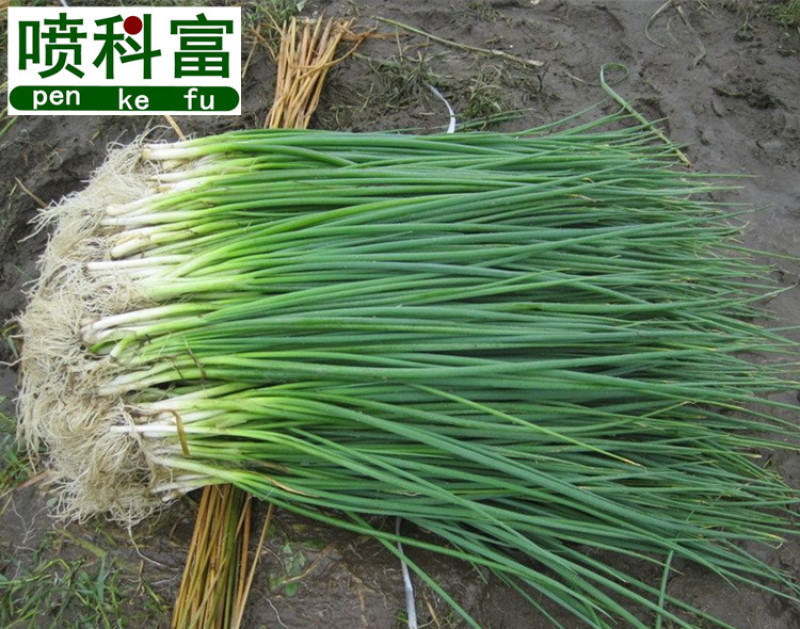 喷科富大蒜大葱生姜洋葱叶面肥生根壮苗促生长膨大素肥料