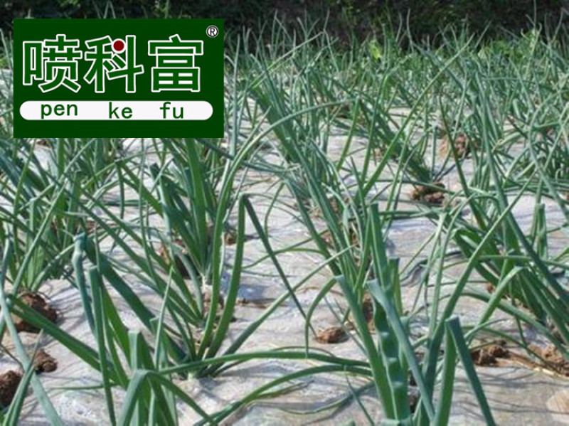 喷科富大蒜大葱生姜洋葱叶面肥生根壮苗促生长膨大素肥料