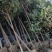 江苏绿化苗木基地直销【枇杷树】大量供应价格美丽