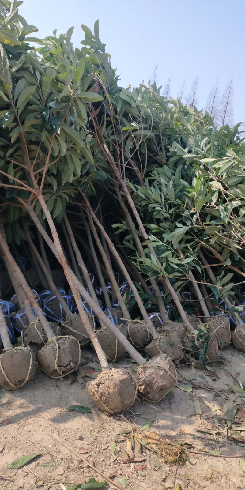江苏绿化苗木基地直销【枇杷树】大量供应价格美丽