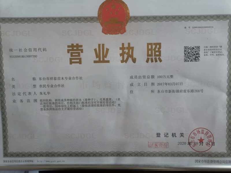 江苏绿化苗木基地直销【枇杷树】大量供应价格美丽