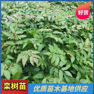 栾树苗，栾树苗批发，优质栾树，苗木基地供应，栾树苗价格