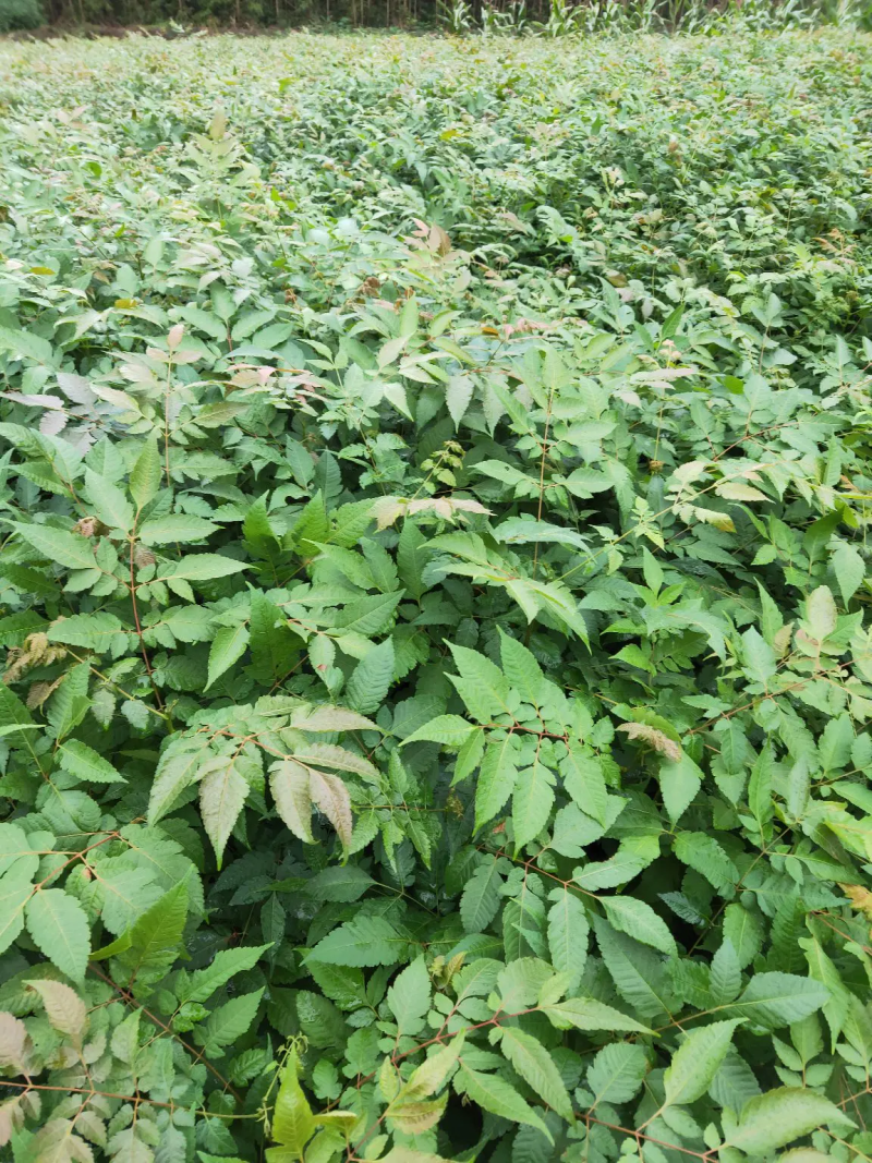 栾树苗，栾树苗批发，优质栾树，苗木基地供应，栾树苗价格
