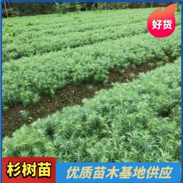 杉木苗，杉木种子，杉木苗高品质低价格产地直销一手