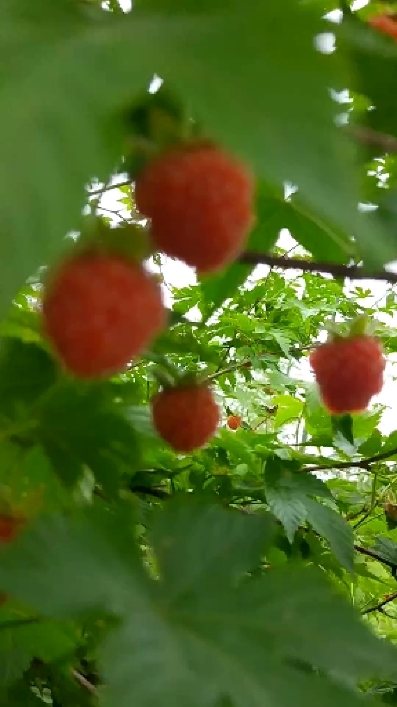 掌叶覆盆子苗树莓苗大量种植量大从优欢迎老板来电咨