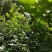 掌叶覆盆子苗树莓苗大量种植量大从优欢迎老板来电咨