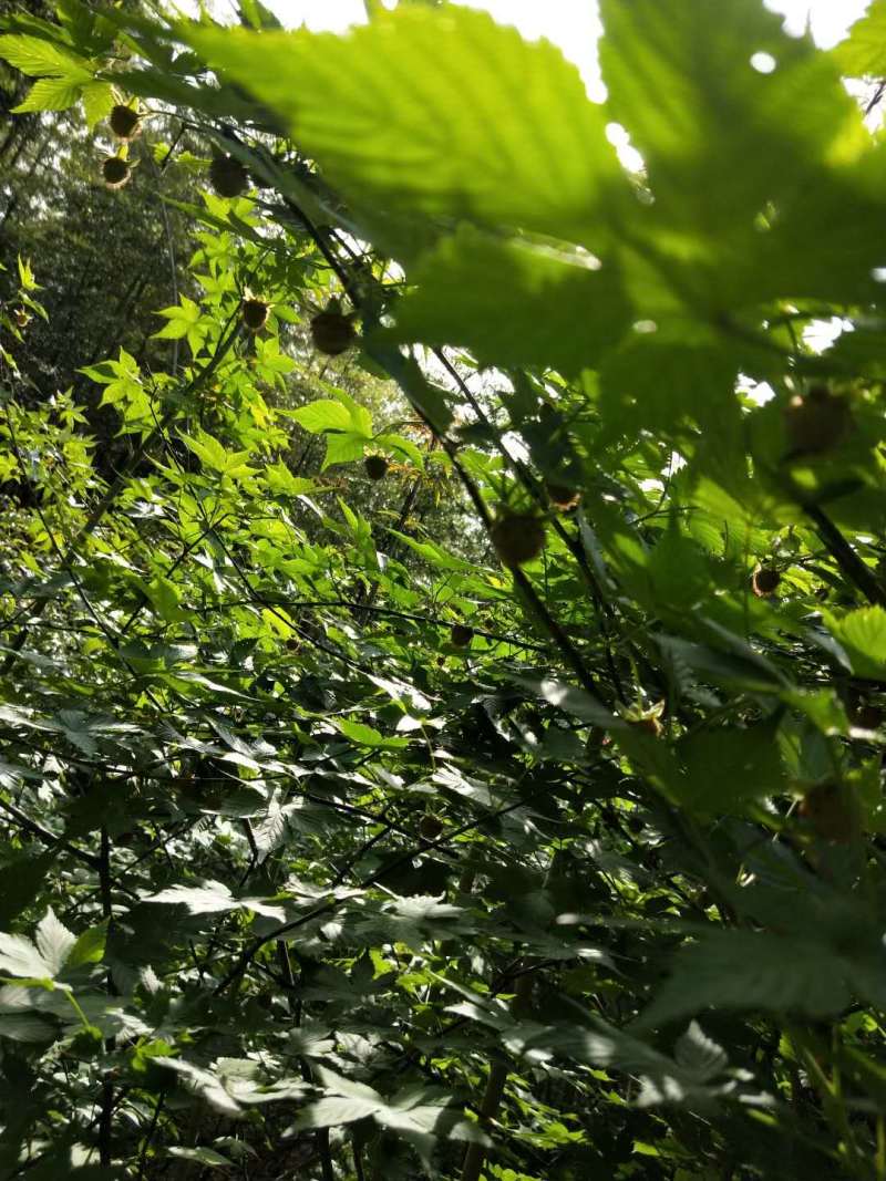 掌叶覆盆子苗树莓苗大量种植量大从优欢迎老板来电咨