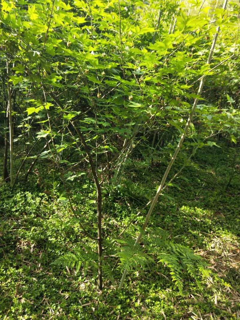 掌叶覆盆子苗树莓苗大量种植量大从优欢迎老板来电咨