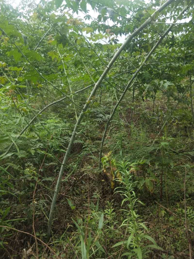 掌叶覆盆子苗树莓苗大量种植量大从优欢迎老板来电咨