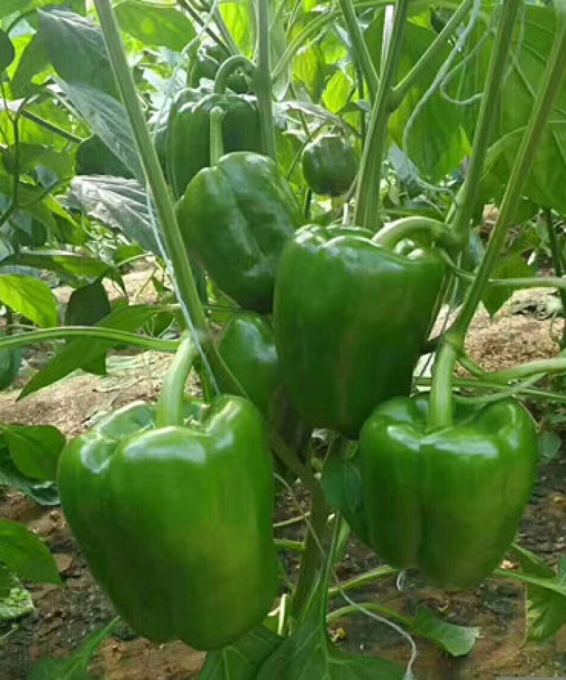 甜椒苗太空椒种苗厚皮绿圆椒苗红黄彩椒苗嫁接辣椒苗厂