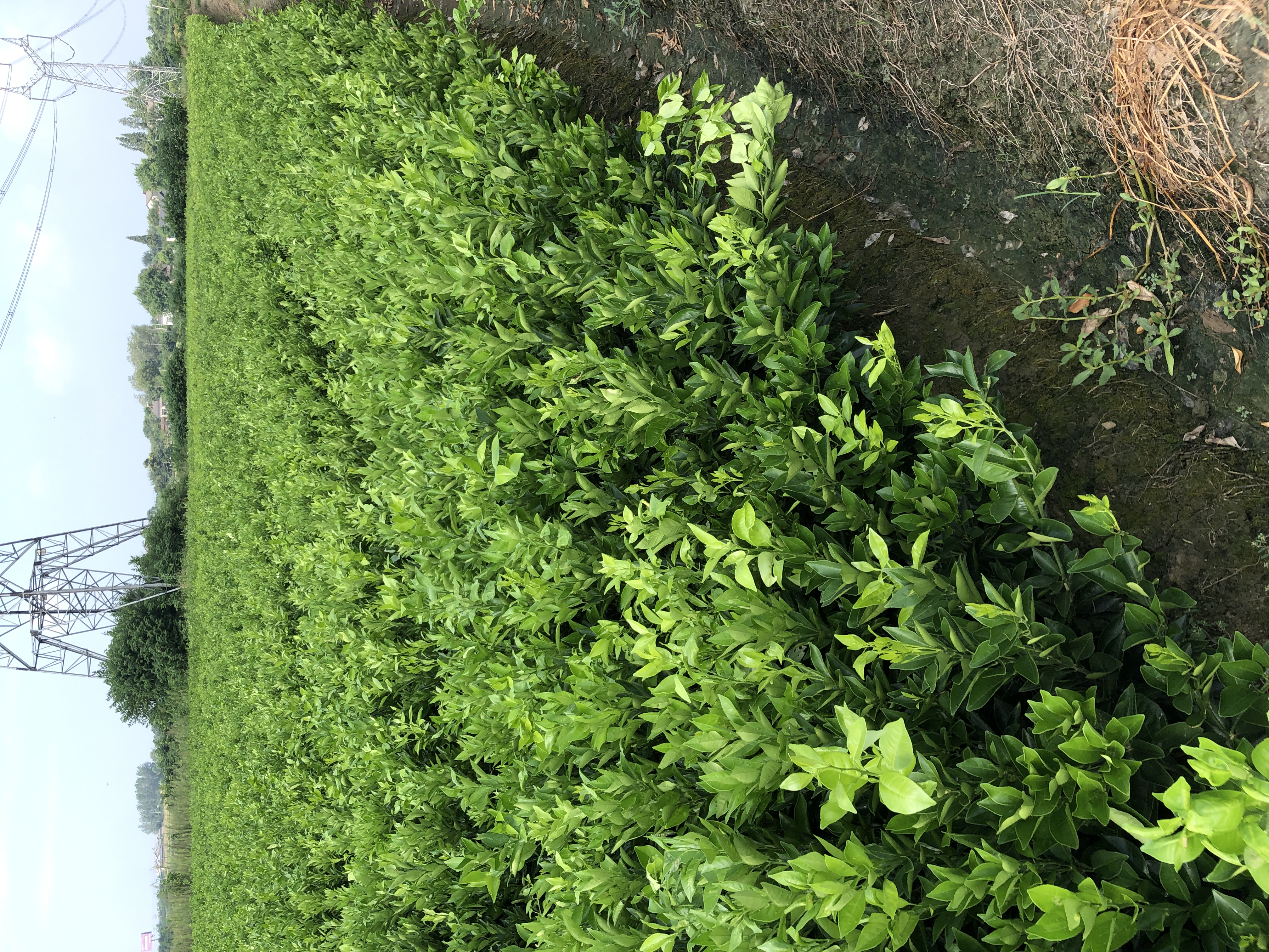 红心柚树苗