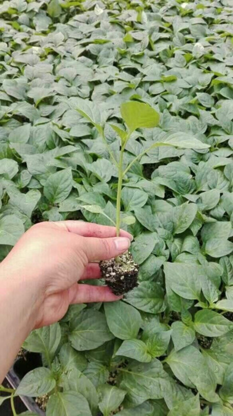 甜椒苗太空椒种苗厚皮绿圆椒苗红黄彩椒苗嫁接辣椒苗厂