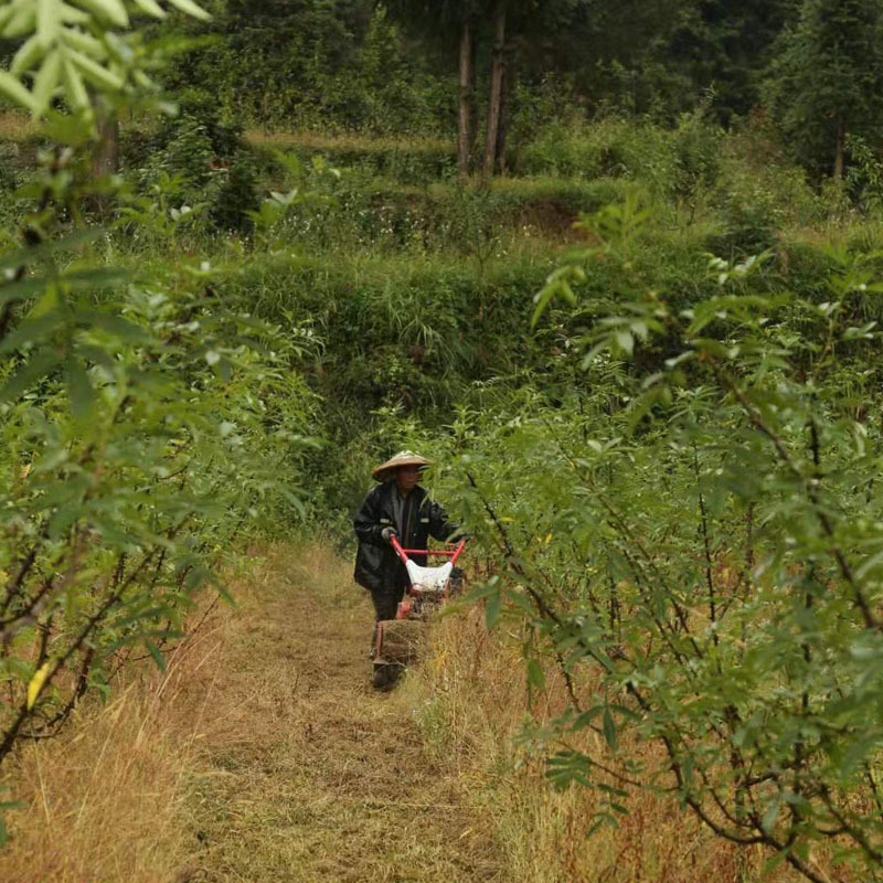 厂家现货供应柴油碎草机手把灵活碎草机新型果园灭草机