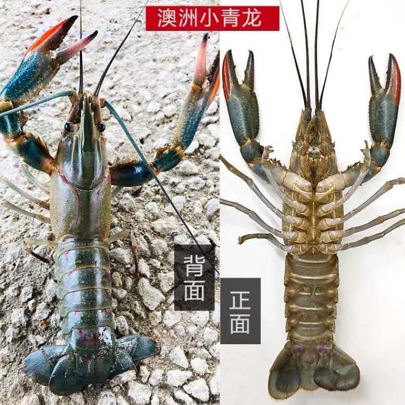澳洲淡水龙虾小龙虾蓝龙虾大龙虾自家养殖规格齐全