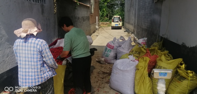 辣椒天宇全红无蒂辣椒产地直销供应量大可一件代发