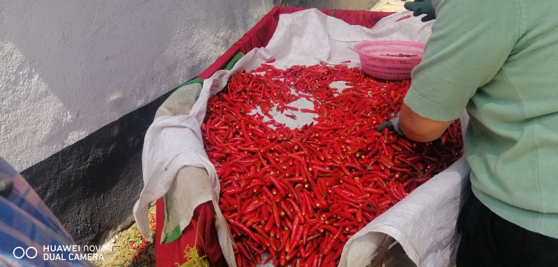 辣椒天宇全红无蒂辣椒产地直销供应量大可一件代发