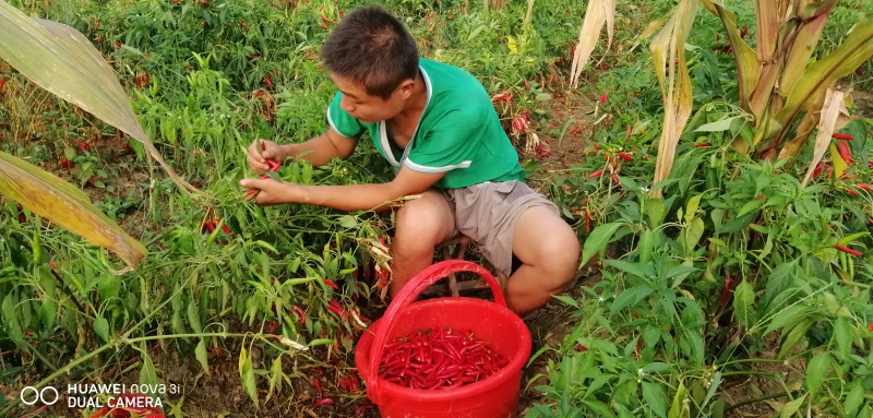 辣椒天宇全红无蒂辣椒产地直销供应量大可一件代发