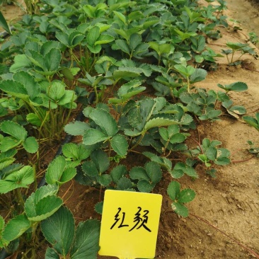 大棚产量高的草莓苗红颜草莓苗草莓苗基地直销