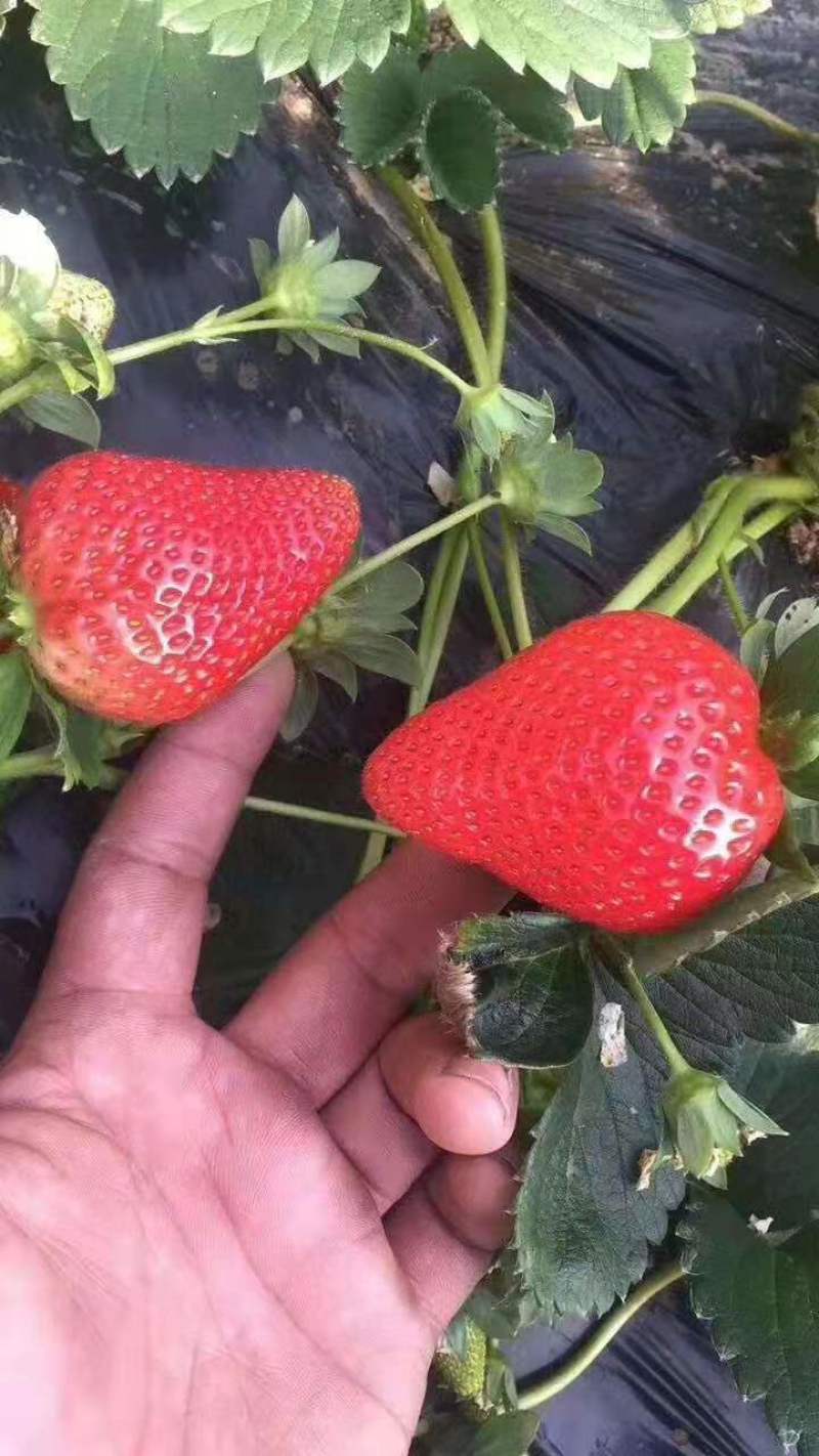大棚产量高的草莓苗红颜草莓苗草莓苗基地直销